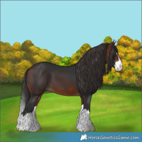 Horse Color:Bay Splash 