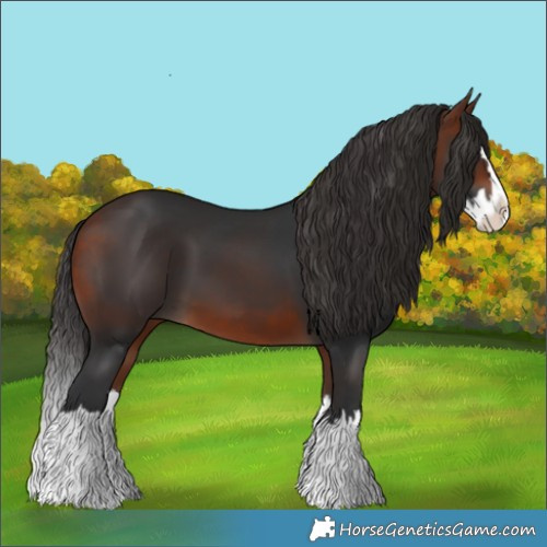 Horse Color:Bay Splash 