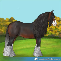 Horse Color:Bay Splash 