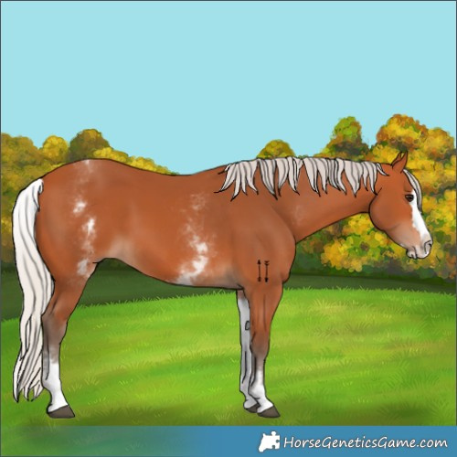Horse Color:White Spotted Silver Bay Splash 