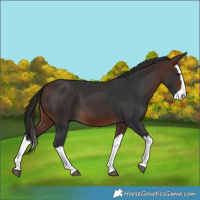 Horse Color:Brown Splash 