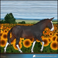 Horse Color:Brown Splash 