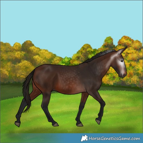 Horse Color:Gray Bay 