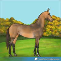 Horse Color:Buckskin 