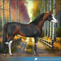 Horse Color:Bay  and Black Splash 