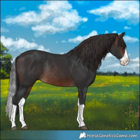 Horse Color:Brown Splash Rabicano 