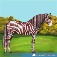 Horse Color:Brown Splash Rabicano 
