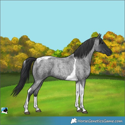 Horse Color:Blue Roan Tobiano