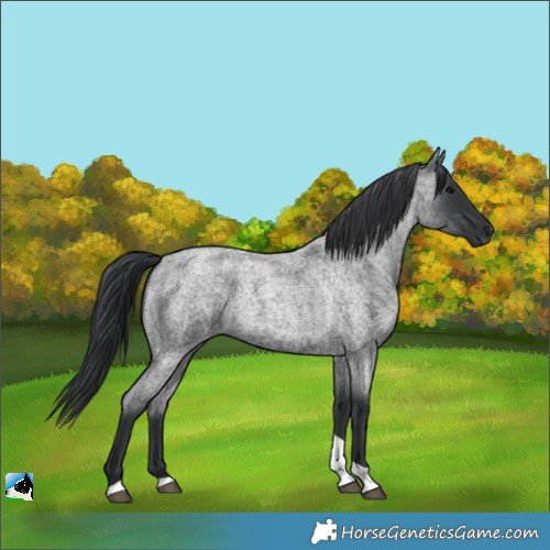 Horse Color:Blue Roan Tobiano