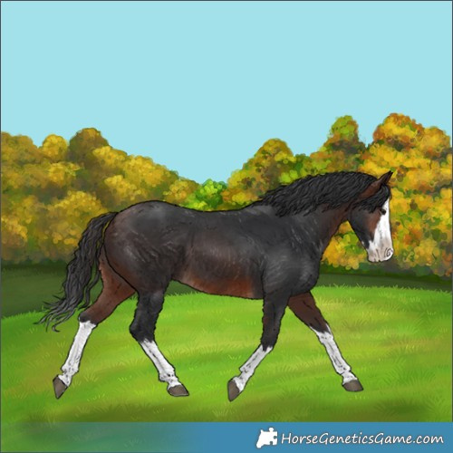 Horse Color:Brown Splash 