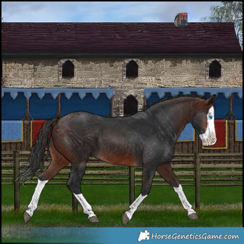 Horse Color:Brown Splash 