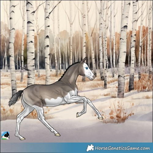 Horse Color:Grullo Onyx Splash 