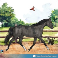 Horse Color:Grullo Appaloosa Brindle