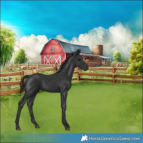 Horse Color:Black 
