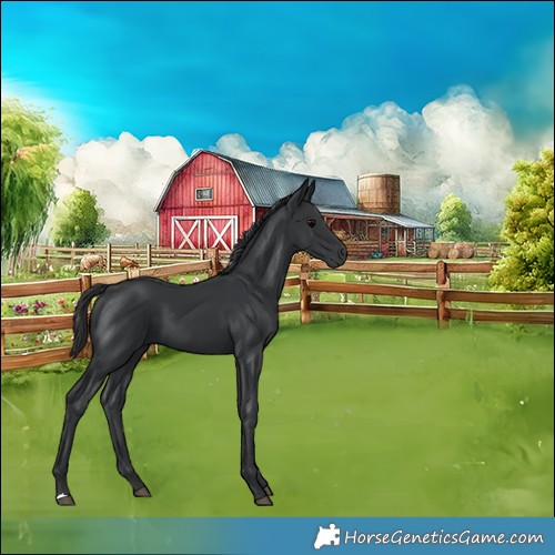 Horse Color:Black 
