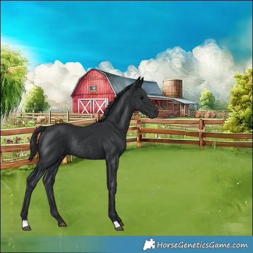 Horse Color:Black Rabicano 