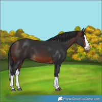 Horse Color:Brown Splash