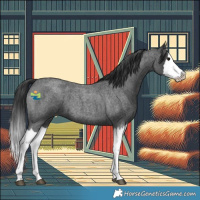 Horse Color:Blue Roan Splash 