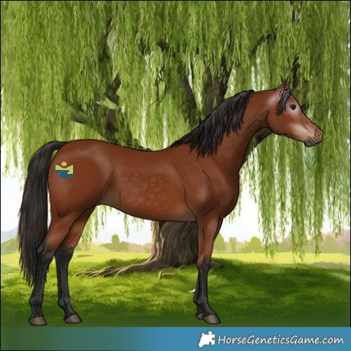 Horse Color:Gray Bay 