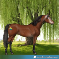 Horse Color:Gray Bay 