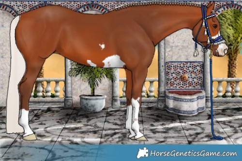 Horse Color:Silver Bay 