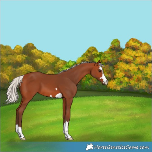 Horse Color:Silver Bay 