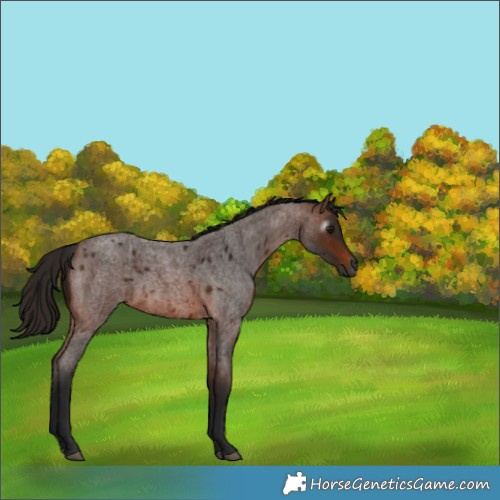Horse Color:Gray Bay Roan 