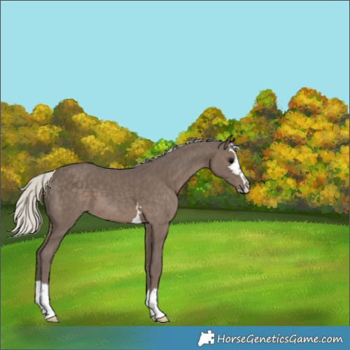 Horse Color:Silver Black 