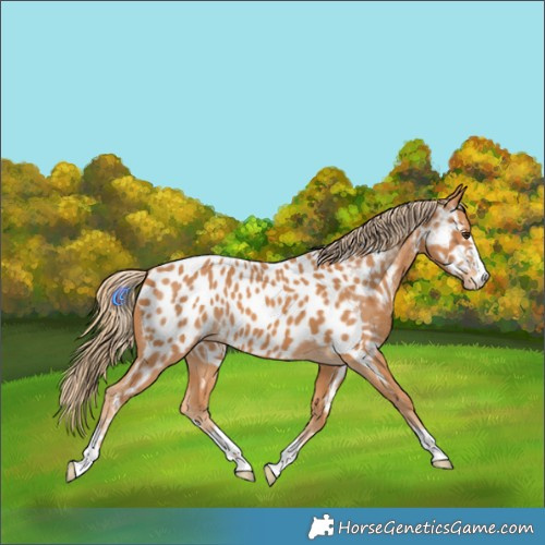 Horse Color:Chestnut Appaloosa 