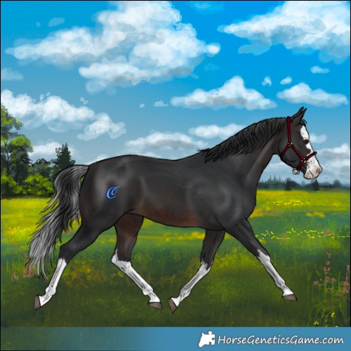 Horse Color:Brown Splash 