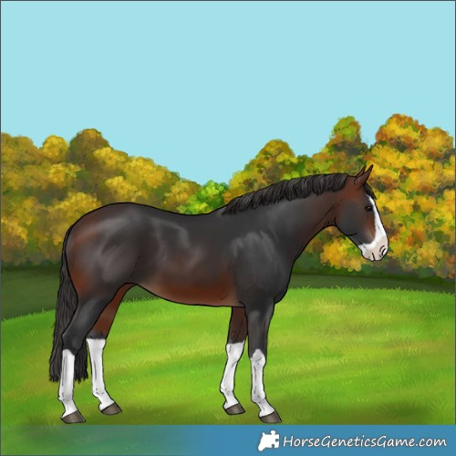 Horse Color:Brown Splash 