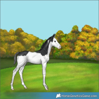 Horse Color:Black Sabino Splash 