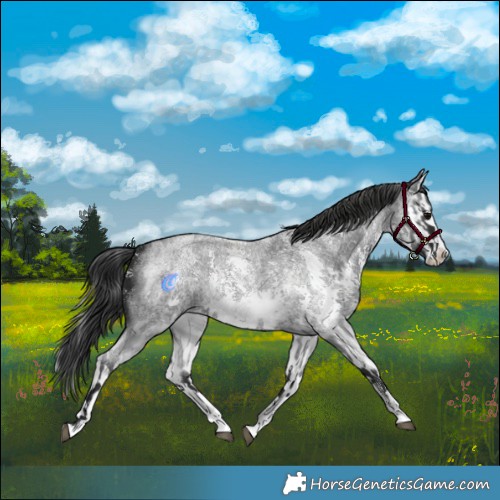 Horse Color:Blue Roan Sabino Splash and Blue Roan Sabino Splash Appaloosa