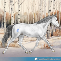 Horse Color:White Spotted Black 