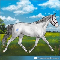Horse Color:White Spotted Black 