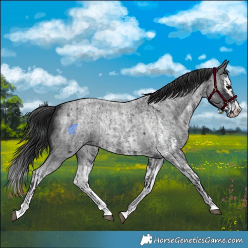 Horse Color:Blue Roan Sabino Splash and Blue Roan Sabino Splash