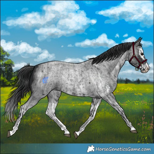 Horse Color:Blue Roan Sabino Splash  and Blue Roan Sabino Splash 
