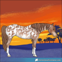 Horse Color:Red Roan Appaloosa 