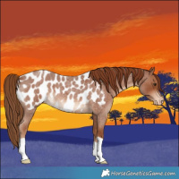 Horse Color:Red Roan Appaloosa 