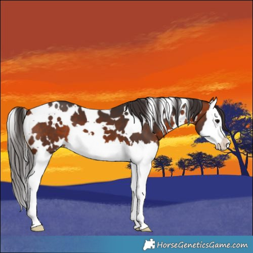 Horse Color:White Spotted Bay Splash 