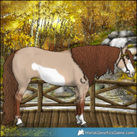 Horse Color:Red Dun Frame