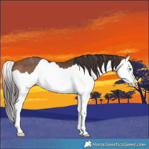 Horse Color:Bay Splash Appaloosa 