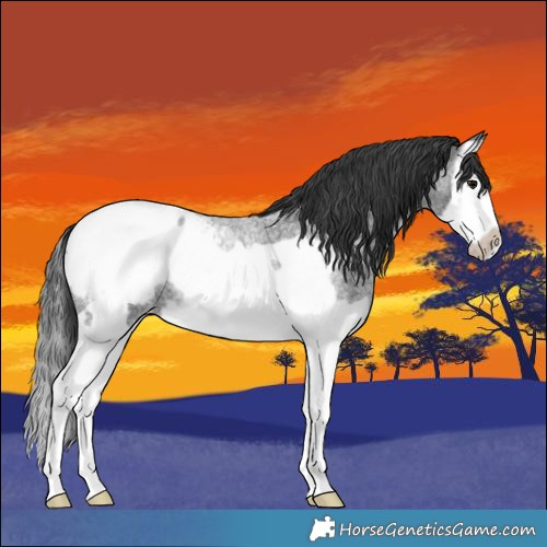 Horse Color:Blue Roan Splash Frame Appaloosa 