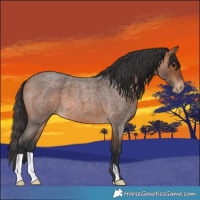 Horse Color:Bay Roan Appaloosa 