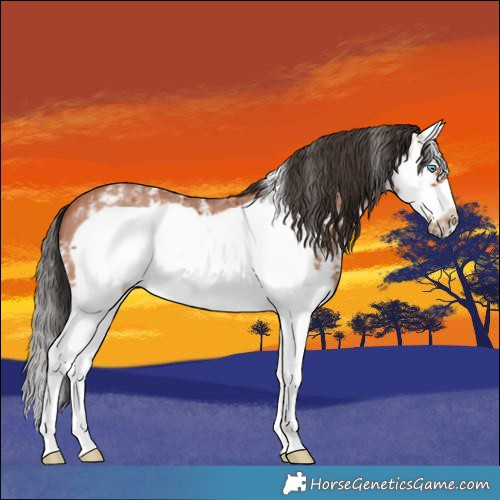 Horse Color:Bay Sabino Splash Frame 