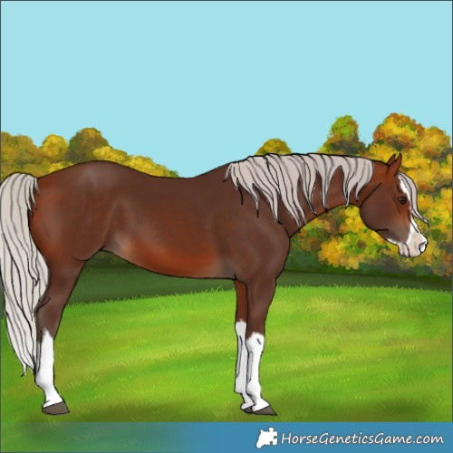 Horse Color:Silver Bay Splash 