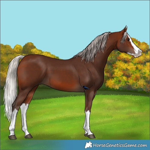 Horse Color:Silver Bay Splash