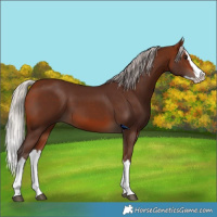 Horse Color:Silver Bay Splash 