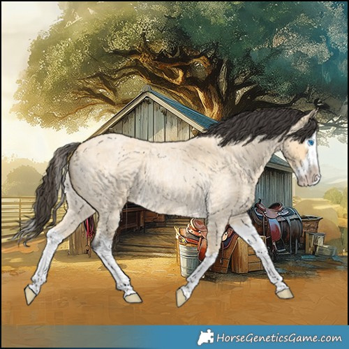 Horse Color:Buckskin Roan Splash 