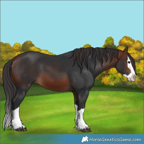 Horse Color:Bay Splash 